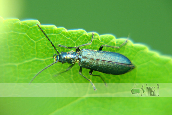 Chrysanthia viridissima?